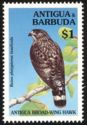 Antigua Broad-winged Hawk (Buteo platypterus insulicola) 